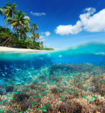 Fototapeta Rafa koralowa w tropikalnym morzu.