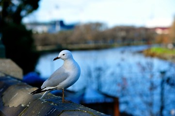 A sea gull sitting the edge of bridge