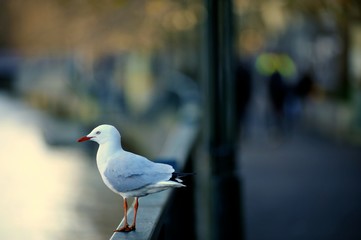 A sea gull sitting the edge of bridge