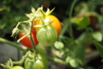 tomato