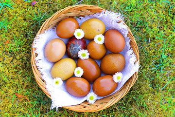 colored easter eggs on green grass