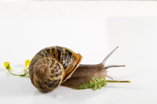 Snail isolated on white .
