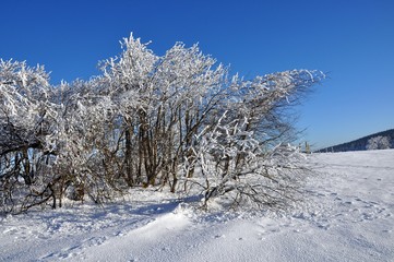 Frauenwald im Februar
