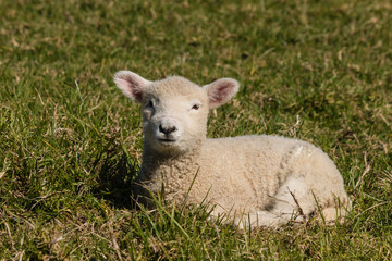 Fototapeta premium little lamb resting on grass