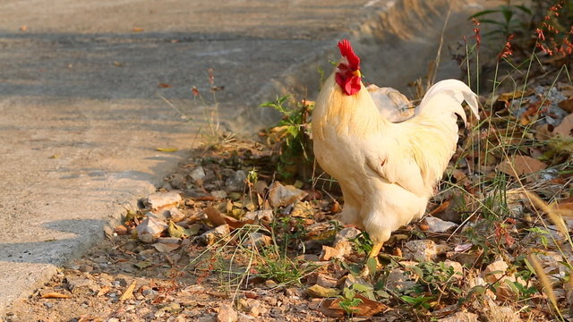 white bantam