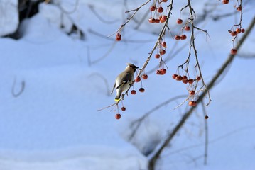 Свиристель