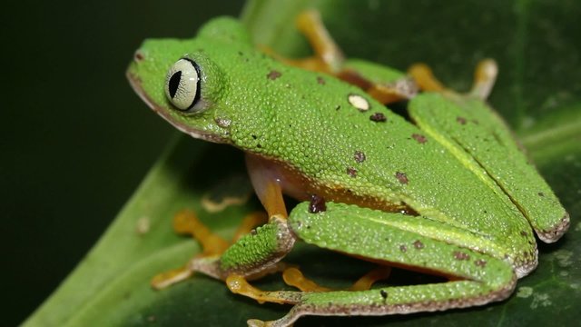 Leaf Frog (Agalychnis hulli) in rainforest, Ecuador
