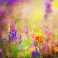 Obraz premium Spring Background. Summer Background. Nature Background