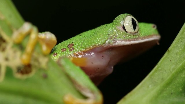 Leaf Frog (Agalychnis hulli) in rainforest, Ecuador