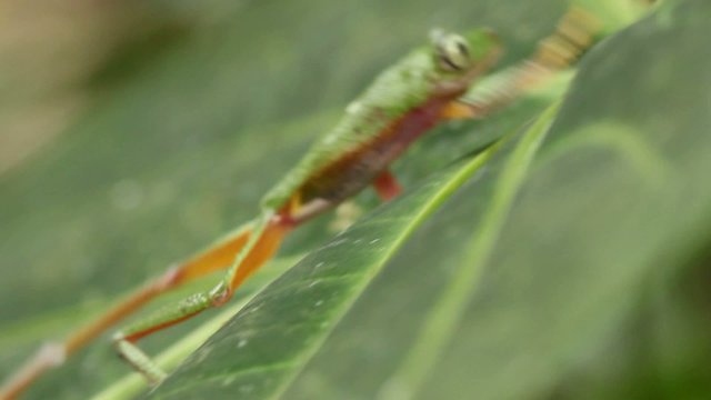 Leaf Frog (Agalychnis hulli) in rainforest, Ecuador