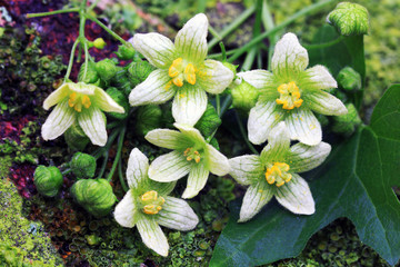 Bryonia dioica wildflowers