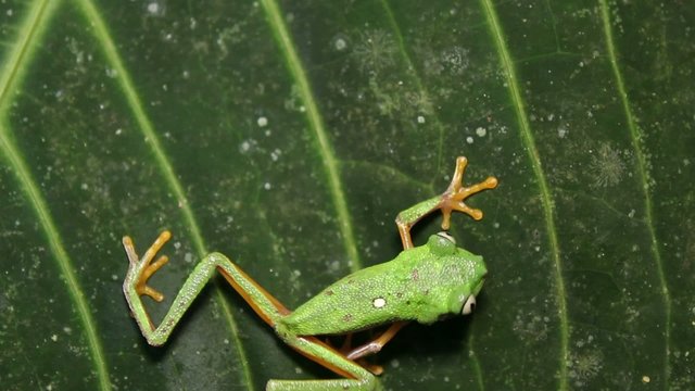 Leaf Frog (Agalychnis hulli) in rainforest, Ecuador