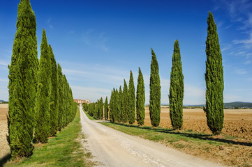Tuscany road with cypress trees, Italy