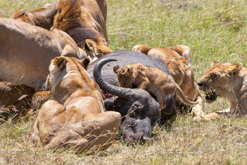 Lions Feeding