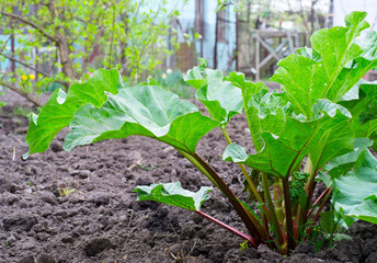 a green rhubarb on the garden