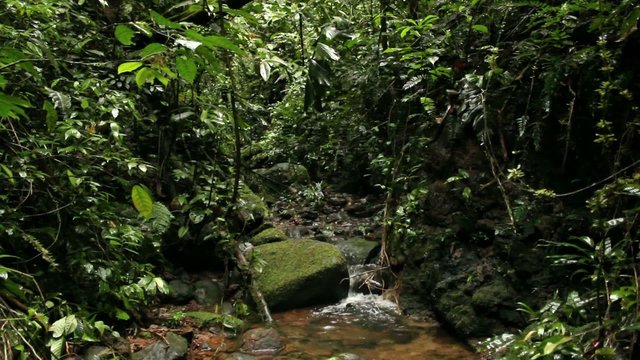 Amazonian stream