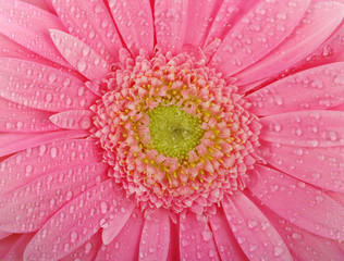 Pink gerbera