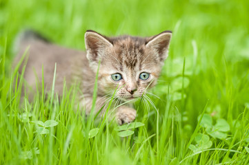 Naklejka na ściany i meble Little kitten walking in the grass