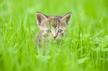 Naklejka na ściany i meble Little kitten sitting in the grass