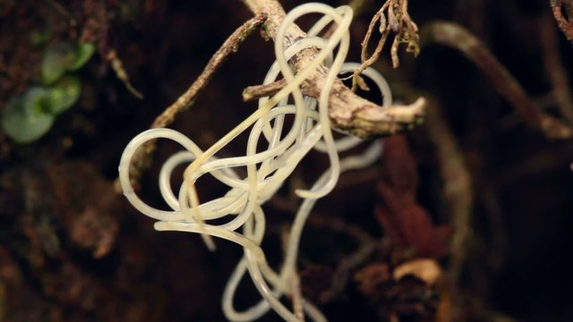 Nematode worm (roundworm)