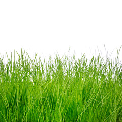 Green grass isolated on white background