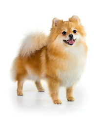 Pomeranian dog over white background