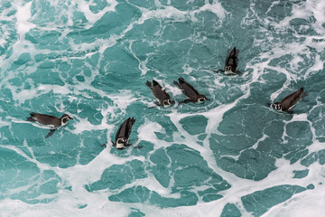 Fototapeta premium Humboldt penguins swimming in the peruvian coast at Ica Peru