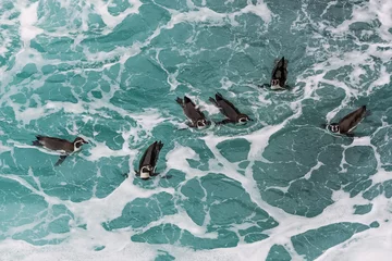 Foto op Plexiglas Humboldt-pinguïns zwemmen in de Peruaanse kust bij Ica Peru © snaptitude