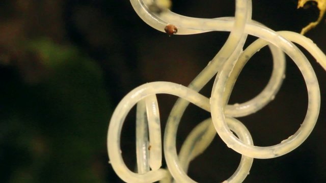 Nematode worm (roundworm)