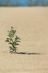 Lonely flower in the sand