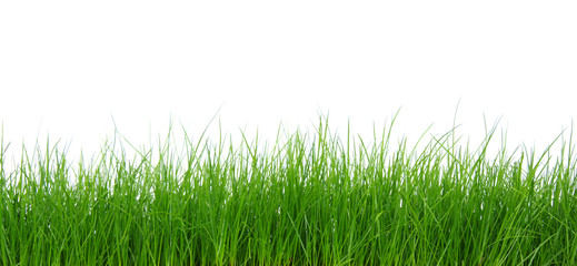 Fototapeta premium Green grass on white background