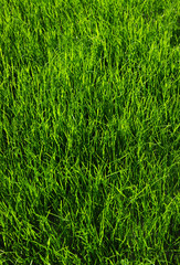 grass background