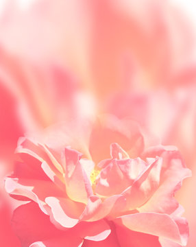 Background with rose © frenta