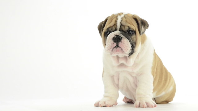 English Bulldog puppy