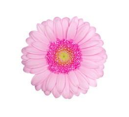 Pink gerbera