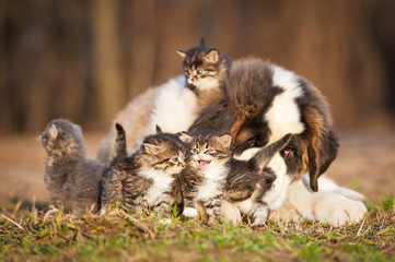 Saint bernard puppy with little kittens