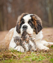 Saint bernard puppy with little kittens © Rita Kochmarjova