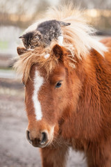Obraz premium Little kitten sitting on the head of shetland pony