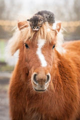 Little kitten sitting on the head of shetland pony