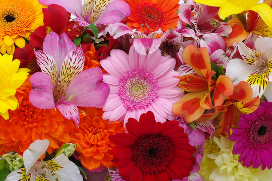 Fototapeta beautiful flowers