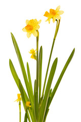 Fototapeta premium Daffodils