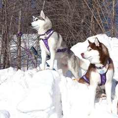 Two dogs Siberian Husky