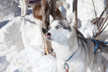 Two dogs Siberian Husky