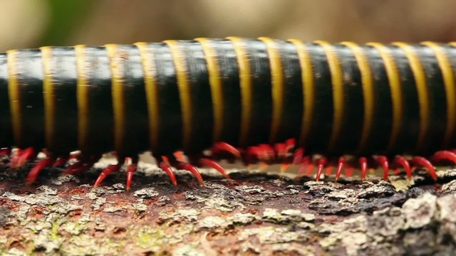 Large millipede walks along a branch in rainforest, Ecuador