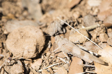 grasshopper perched