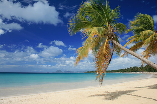 Plage des salines en Martinique