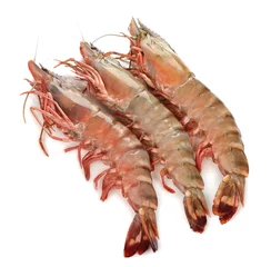 Printed kitchen splashbacks Sea Food Raw shrimp