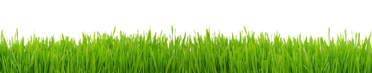 Fototapeta na wymiar Green grass on white background