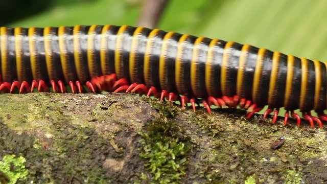Large millipede walks along a branch in rainforest, Ecuador