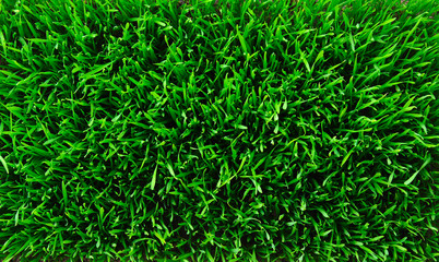grass background
